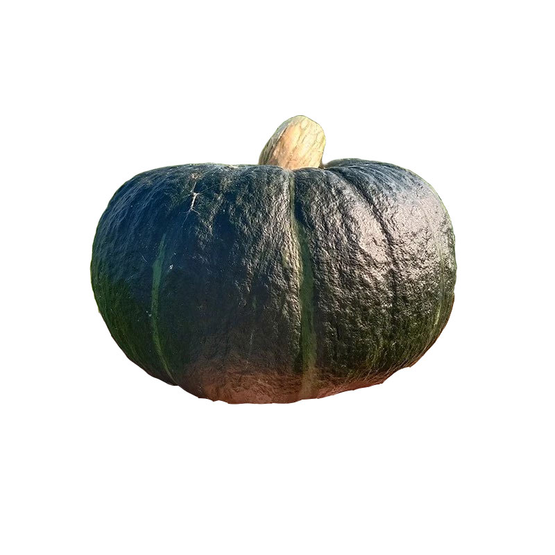 Calabazas orgánicas de Beibei en la montaña xiaokong Peso neto4.7Kilogramo Cultivo orgánico/Rosa glutinoso y dulce/La fragancia de la castaña es Fuerte./Cabello recto de origen